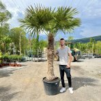 Palma konopná (Trachycarpus fortunei) - výška kmeňa 130-140 cm, celková výška 200-220 cm, kont. C50L (-17°C) 